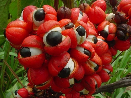 Le guarana : atouts et inconvénients