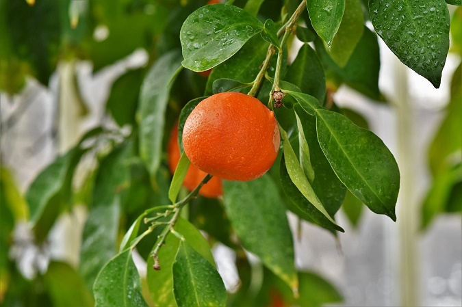 Les meilleures sous-variétés d’oranges douces selon leurs propriétés